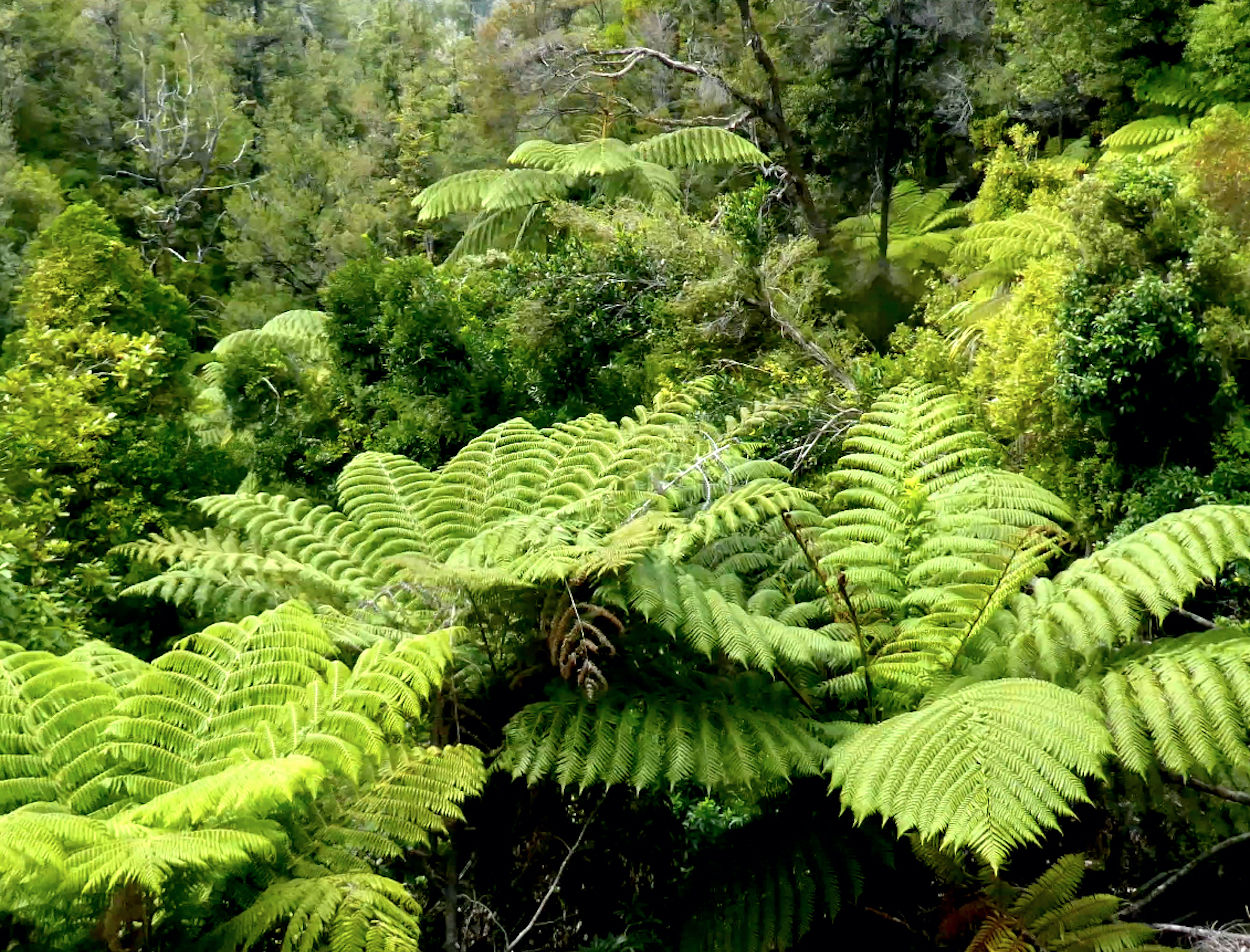 LA GOMERA (Canarias)